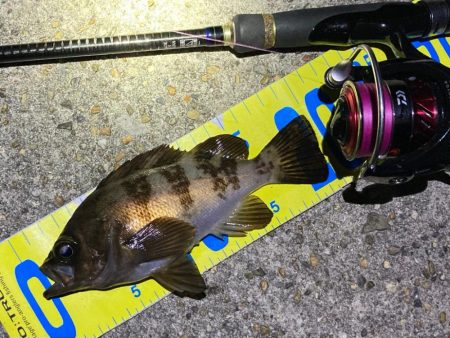 好調続く明石のメバリング