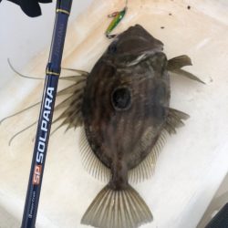 初魚種が釣れました