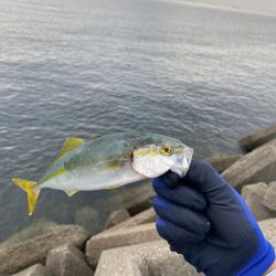 泉大津ショアジギング