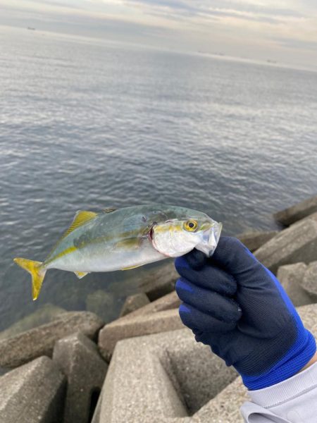 泉大津ショアジギング