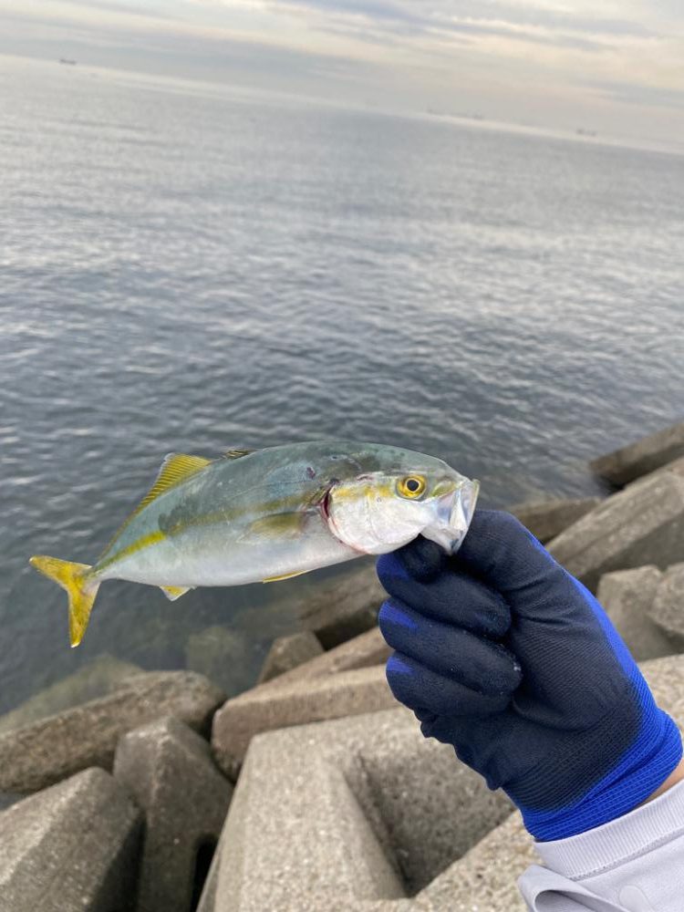 泉大津ショアジギング