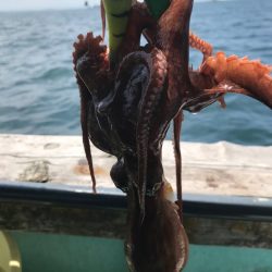 明石タコエギング