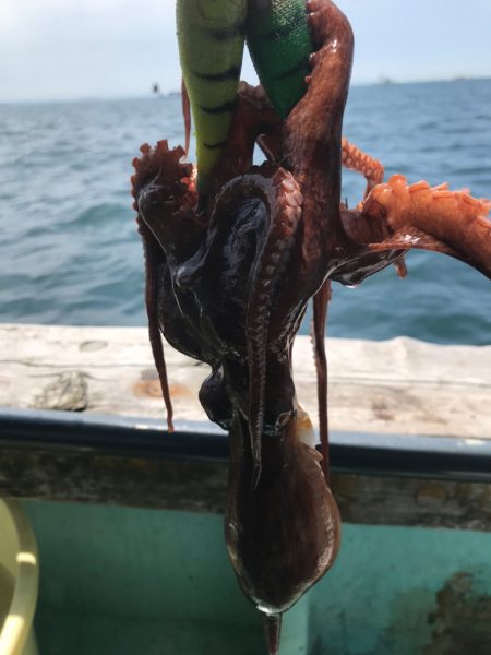 明石タコエギング