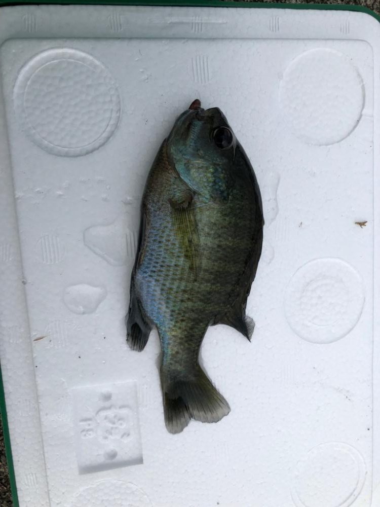 小魚とのんびり