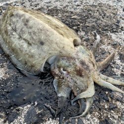 春イカ釣行ラスト！かな