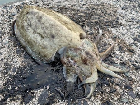 春イカ釣行ラスト！かな