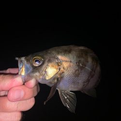 アジングがメバリングに🤔