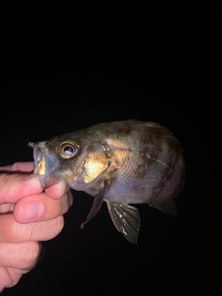 アジングがメバリングに🤔