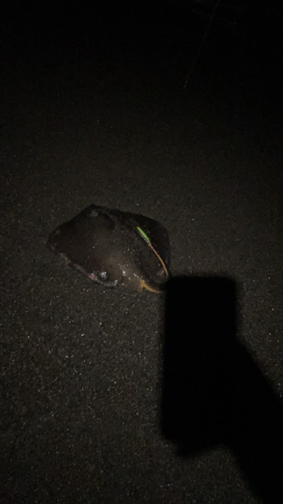 花水川河口:エイ