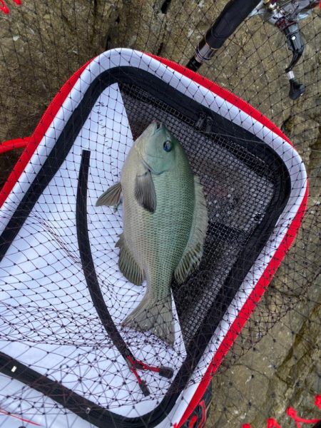 諦めなければグレは釣れる！？