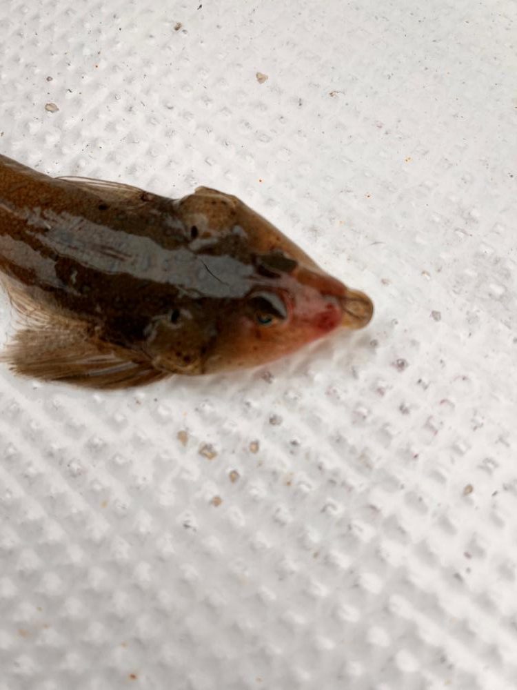 近場でエサ釣り