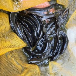 奈良県　天川村　鮎