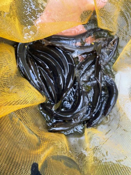 奈良県　天川村　鮎