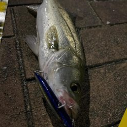 ラザミンで初シーバス