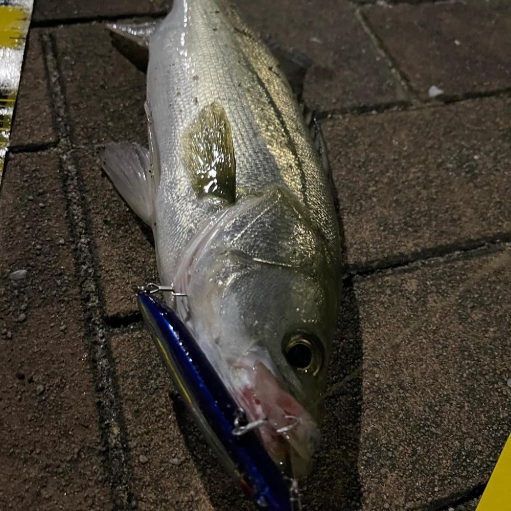 ラザミンで初シーバス