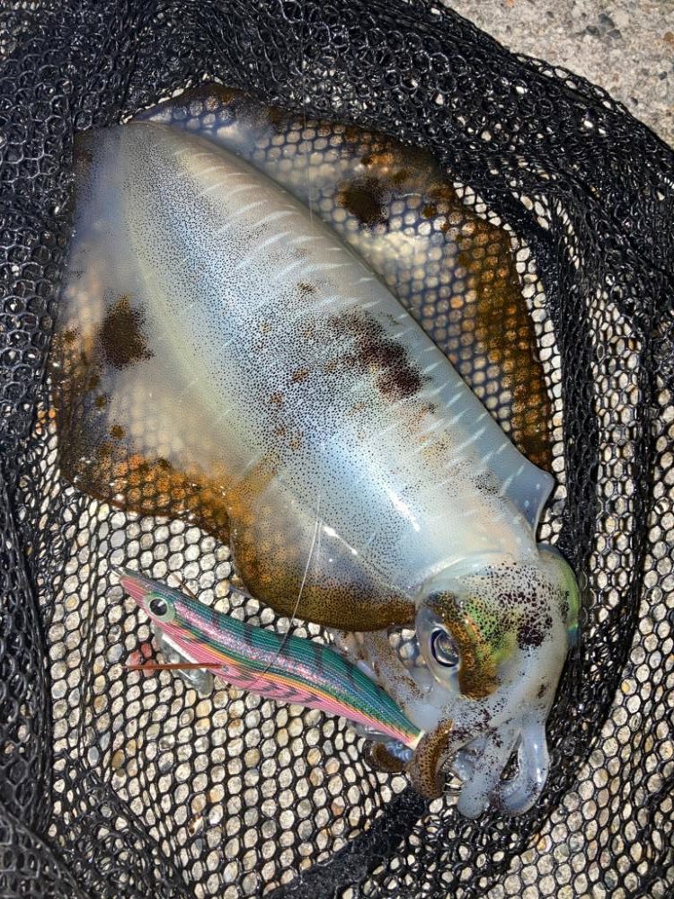 やっと春イカGET!\(^o^)/