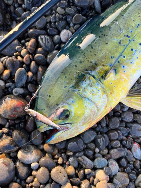 サーフシイラに夢中！！