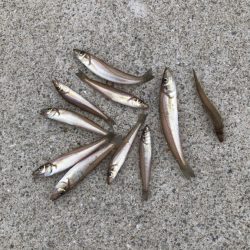 ちょい投げでキス釣り