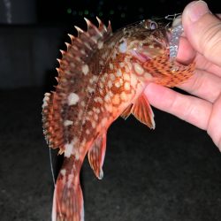 青物釣りたい…