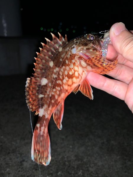 青物釣りたい…