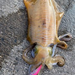 祝!2キロアップ!!