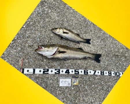 イワシがいない時間帯