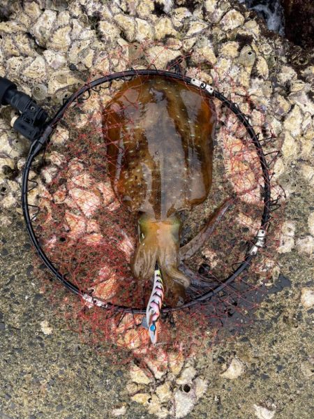 久々のアオリイカ