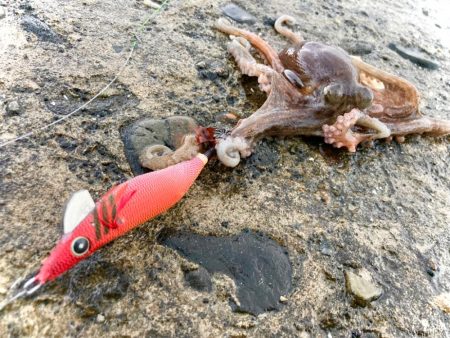 タコも魅力するスクイッドジャンキー