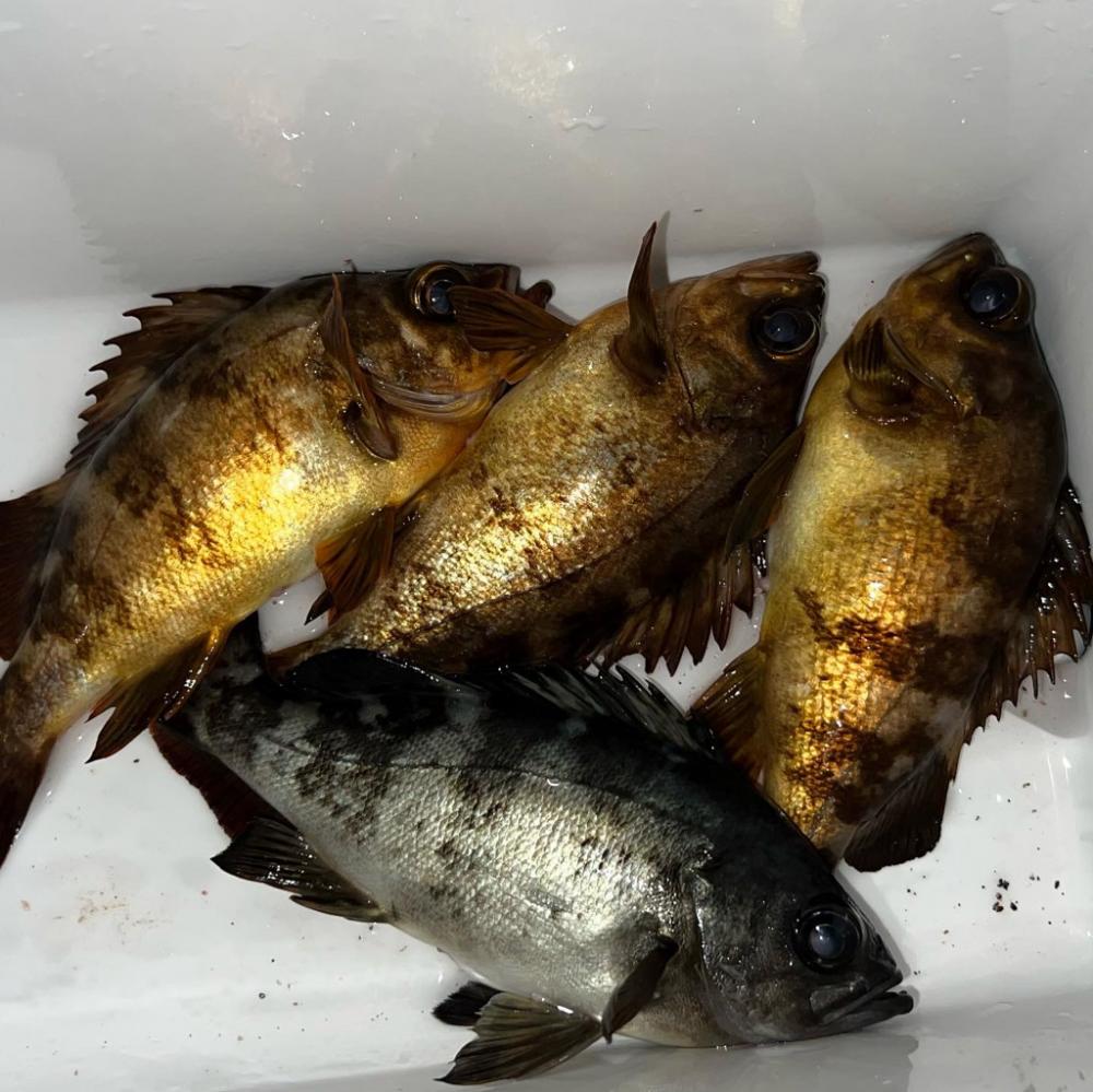 岩屋でラストメバル!