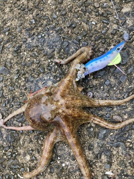 ⭐︎蛸墨族マイワシカラー