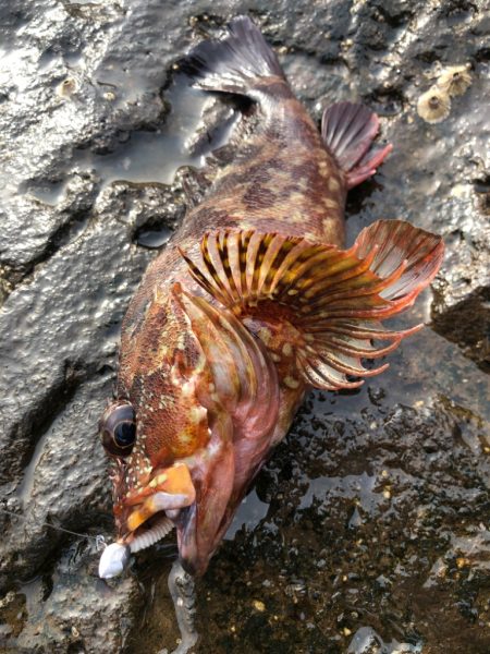 いよいよ夏本格化？？