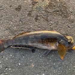 今年初のアイナメ！