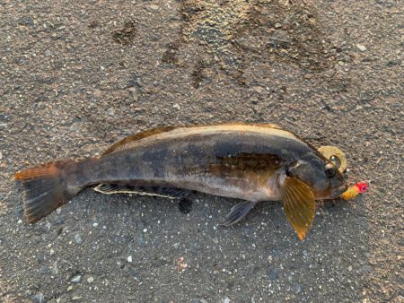 今年初のアイナメ！