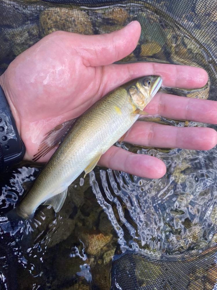 鮎釣り