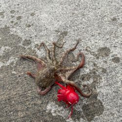 タコとチヌ狙い