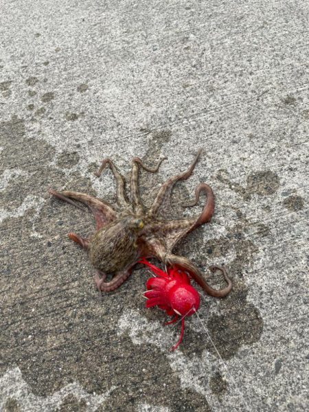 タコとチヌ狙い