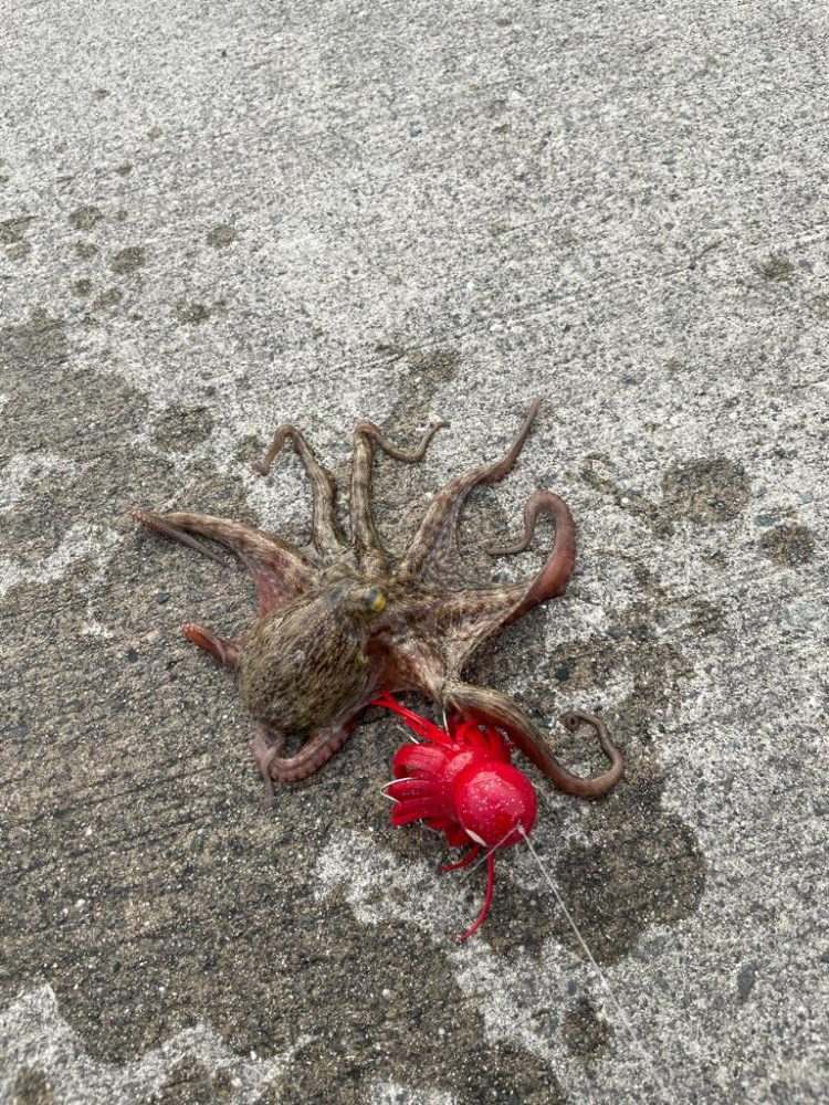 タコとチヌ狙い