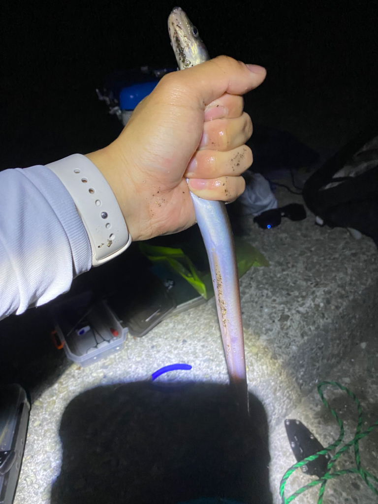 大蔵海岸青物調査