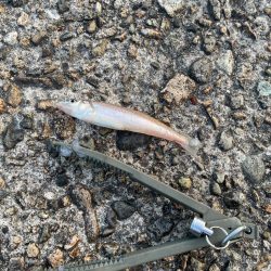 キス釣りシーズン到来 ちょい投げ