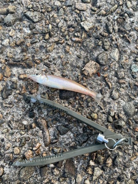 キス釣りシーズン到来 ちょい投げ