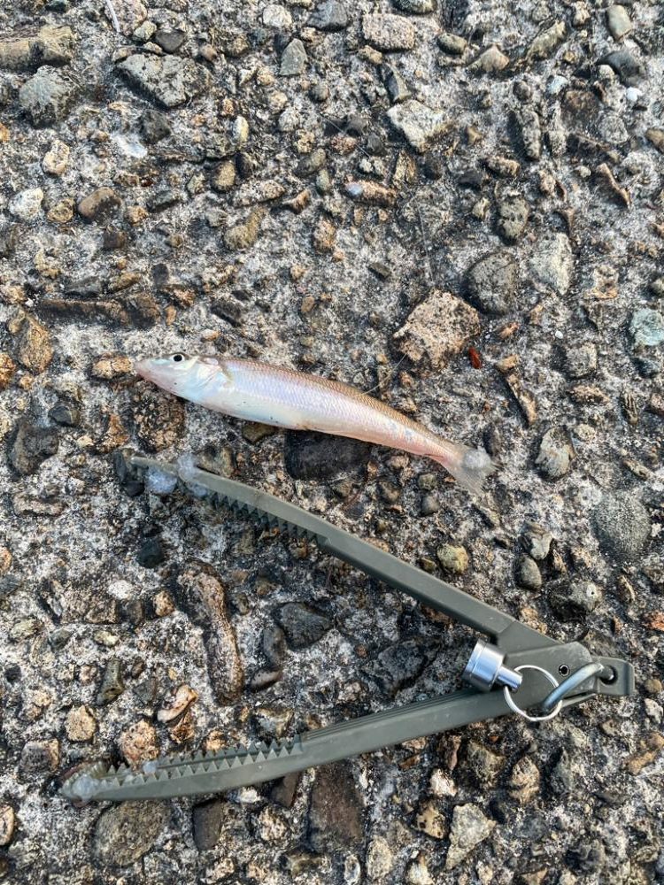 キス釣りシーズン到来 ちょい投げ