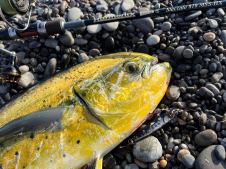 シイラにはジャックアイエース！