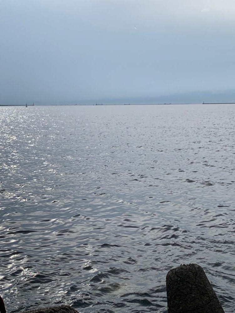 ショアタコ初物!