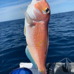 マイボートでいつものアマダイ釣行！