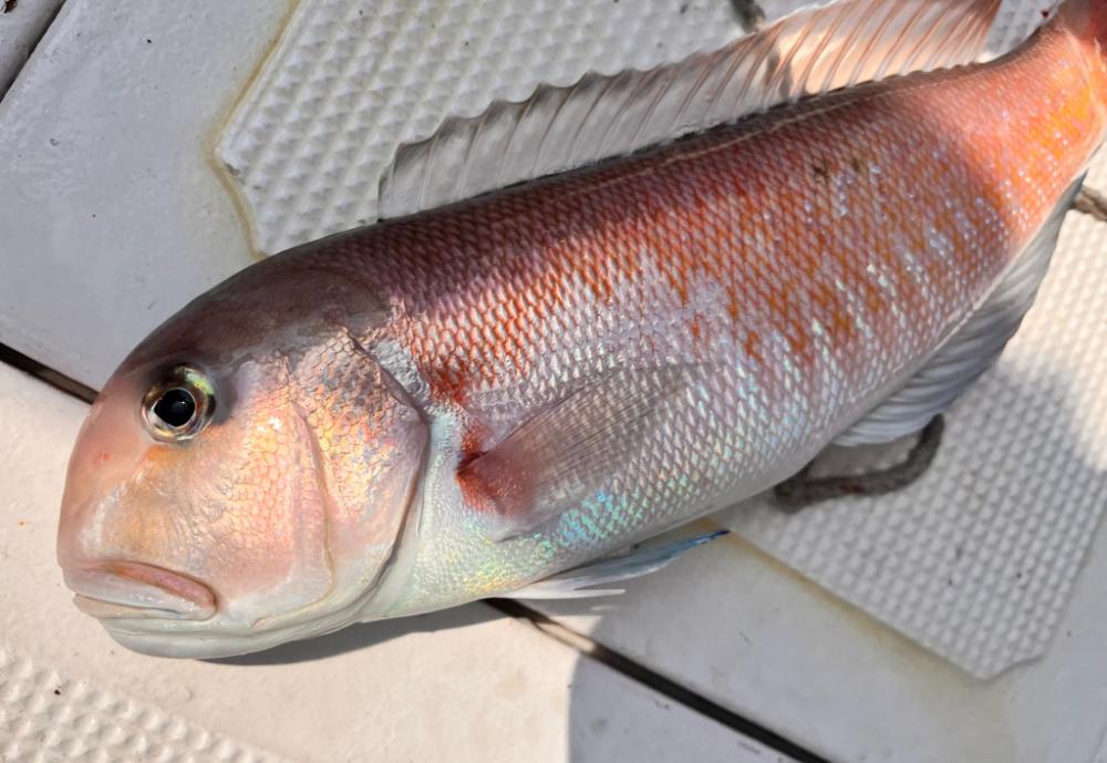 シロアマダイ釣り