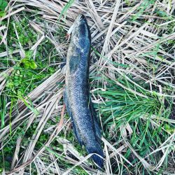 初めて雷魚釣れた