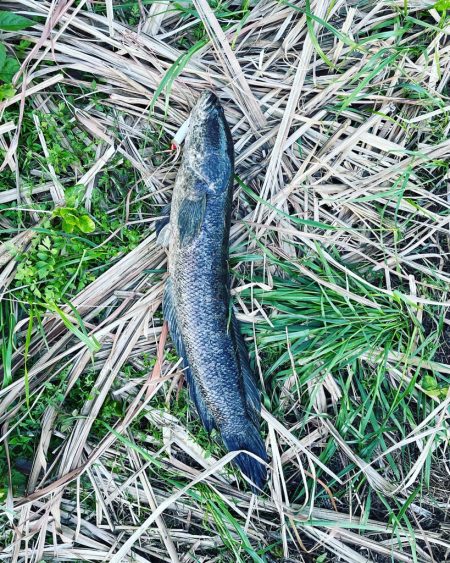 初めて雷魚釣れた
