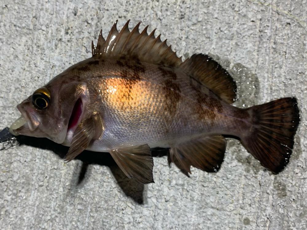 チビメバル運動会