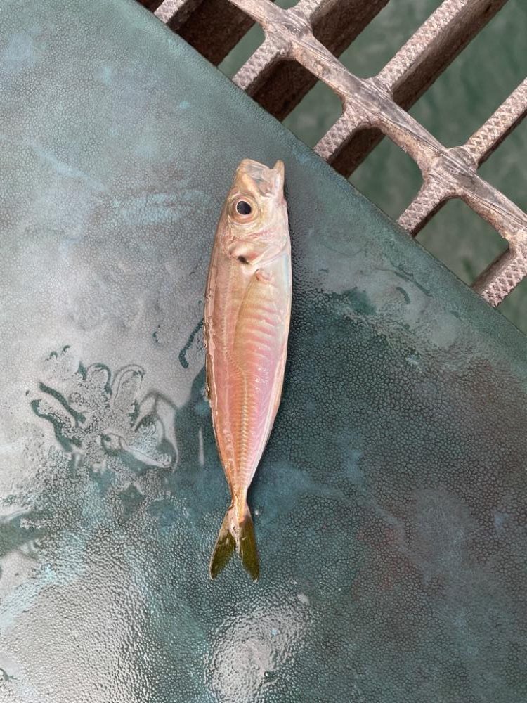 鴨池海釣り公園