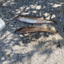 まさかのシロギス！？